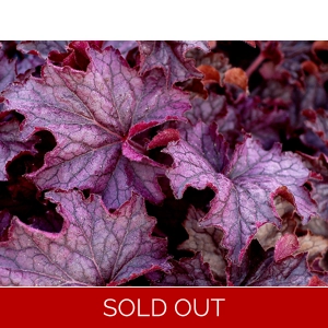 Heuchera 'Grande Amethyst'